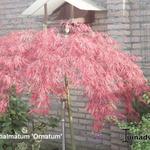 Acer palmatum 'Ornatum' - 