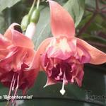 Fuchsia 'Bicentennial' - 