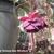 Fuchsia 'Rohees New Millenium'