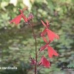 Lobelia cardinalis - LOBÉLIE DU CARDINAL, LOBÉLIE CARDINALE, - Lobelia cardinalis