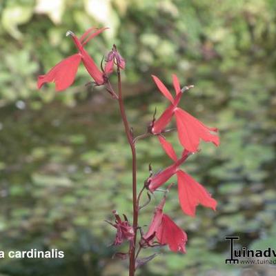 Lobelia cardinalis - LOBÉLIE DU CARDINAL, LOBÉLIE CARDINALE,