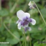 Viola hederacea - 