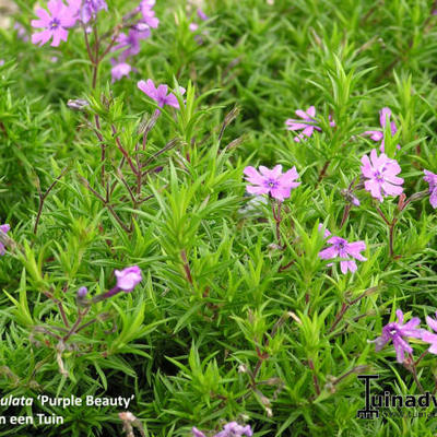 Phlox subulata 'Purple Beauty' - Phlox subulata 'Purple Beauty'