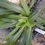 Gentiana siphonantha - 