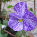 Viola cornuta 'Columbine' - 