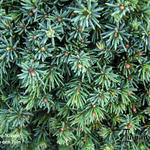 Pinus mugo 'Kissen' - Pinus mugo 'Kissen' - 