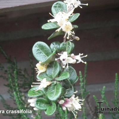 Lonicera crassifolia - 