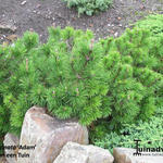 Pinus mugo subsp. uncinata 'Adam' - 