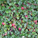 Cotoneaster 'Streib's Findling' - 