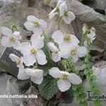 Ramonda nathaliae 'Alba' - 