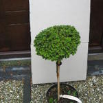 Picea orientalis 'Professor Langner' - 