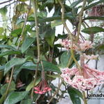 Hoya carnosa - Porzellanblume
