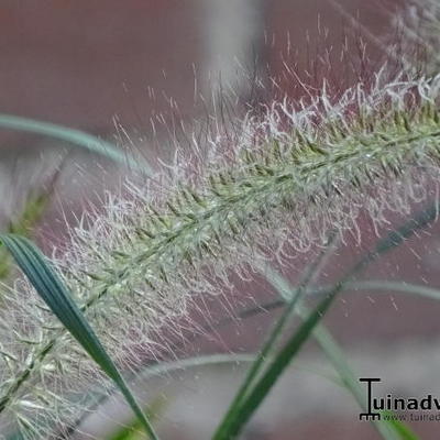 Lampenputzergras - Pennisetum alopecuroides