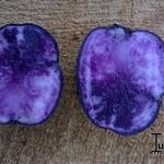 Solanum tuberosum 'Vitelotte Noire' - 