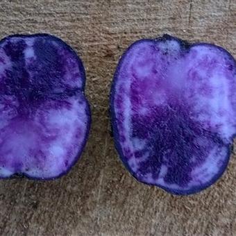 Solanum tuberosum 'Vitelotte Noire'