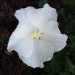 Hibiscus syriacus ‘Melwhite' - 
