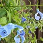 Salvia patens 'Cambridge Blue' - 