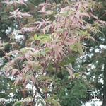 Acer palmatum 'Asahi zuru' - 