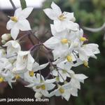 Solanum jasminoides 'Album' - 