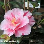 Camellia japonica 'Oki No Nami' - 