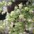 Origanum rotundifolia 'Kent Beauty'