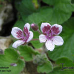 Erodium trifolium - 