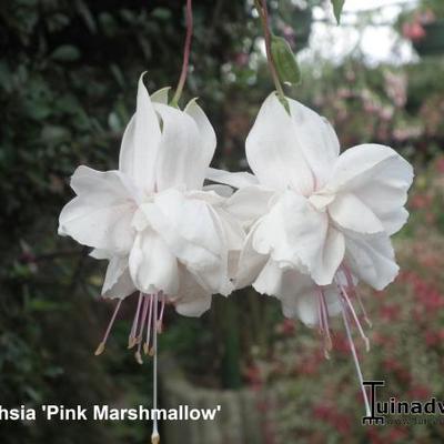 Fuchsia 'Pink Marshmallow' - 
