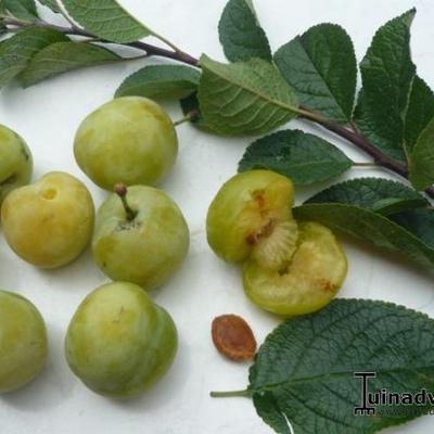 Prunus domestica 'Reine Claude d'Oullins' - 