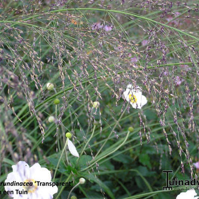 Molinia caerulea subsp. arundinacea 'Transparent' - Molinia caerulea subsp. arundinacea 'Transparent'
