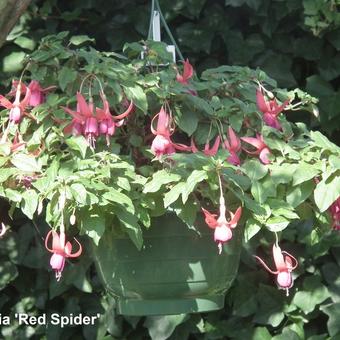 Fuchsia 'Red Spider'