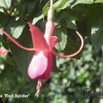 Fuchsia 'Red Spider' - 