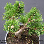Pinus mugo 'Jacobsen' - 