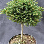 Picea orientalis 'Jewel' - 