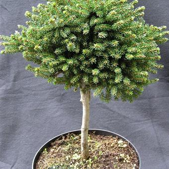 Picea orientalis 'Jewel'