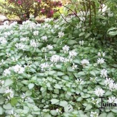 Lamium maculatum 'White Nancy' - Lamium maculatum 'White Nancy'