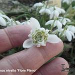 Galanthus nivalis 'Flore Pleno' - 