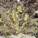 Corydalis cheilanthifolia - 