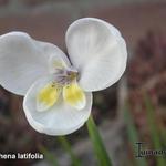 Diplarrena latifolia - Diplarrena latifolia - Breitblättrige Tasmanische Iris