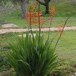 Chasmanthe floribunda - Stattliche Rachenlilie