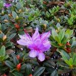 Rhododendron impeditum 'Moerheim' - 