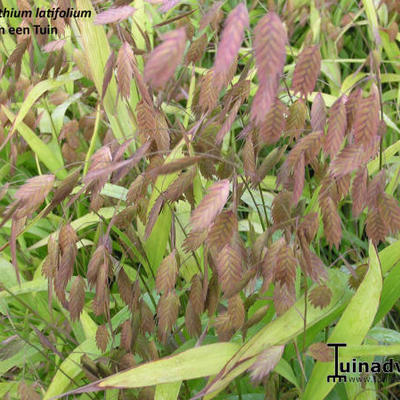Plattährengras - Chasmanthium latifolium 