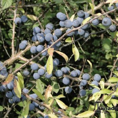 Prunus spinosa - Prunellier - Prunus spinosa