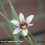 Sisyrinchium 'Quaint and Queer' - 