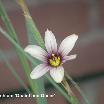 Sisyrinchium 'Quaint and Queer'