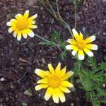 Chrysanthemum coronarium - Kronenwucherblume