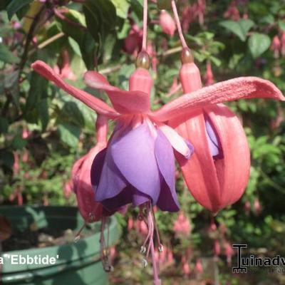 Fuchsia 'Ebbtide' - 