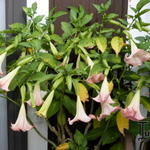 Brugmansia suaveolens - 