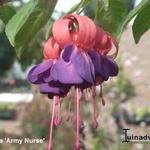 Fuchsia 'Army Nurse' - 