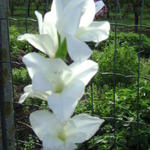 Gladiolus 'Bangladesh' - 
