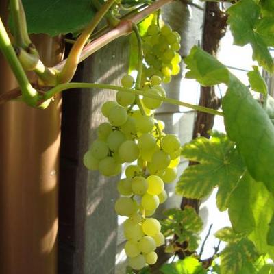 Vitis vinifera 'Himrod' - Vitis vinifera 'Himrod'
